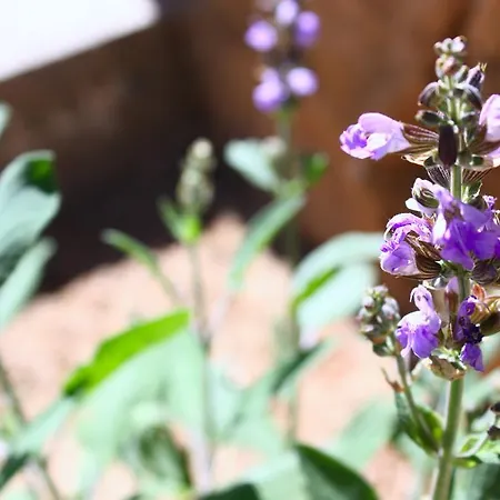 Dvije Palme Appartement