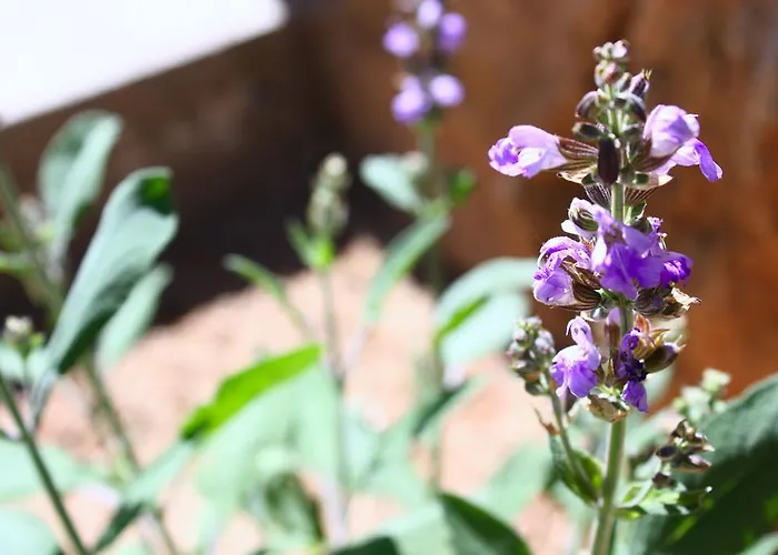 Dvije Palme Appartement